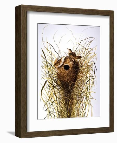 Audubon: Wren-John James Audubon-Framed Giclee Print