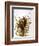 Audubon: Wren-John James Audubon-Framed Giclee Print