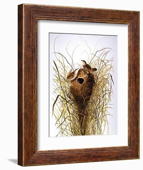 Audubon: Wren-John James Audubon-Framed Giclee Print