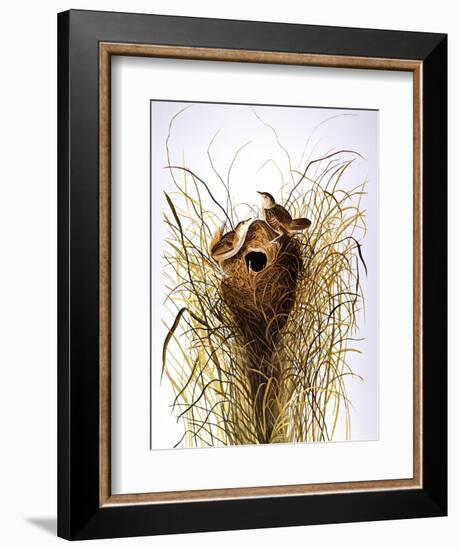 Audubon: Wren-John James Audubon-Framed Giclee Print