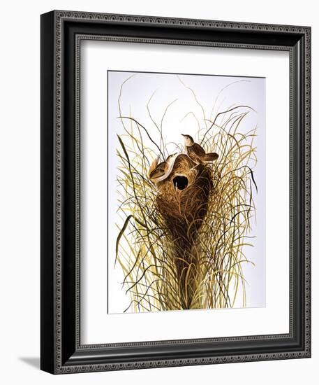 Audubon: Wren-John James Audubon-Framed Giclee Print