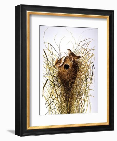 Audubon: Wren-John James Audubon-Framed Giclee Print