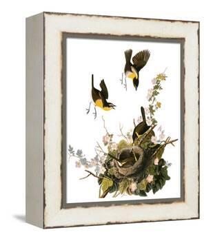 Audubon: Yellow Chat-John James Audubon-Framed Premier Image Canvas