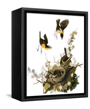 Audubon: Yellow Chat-John James Audubon-Framed Premier Image Canvas