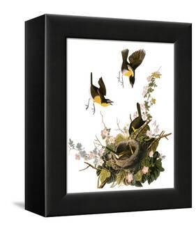 Audubon: Yellow Chat-John James Audubon-Framed Premier Image Canvas