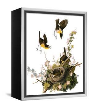 Audubon: Yellow Chat-John James Audubon-Framed Premier Image Canvas