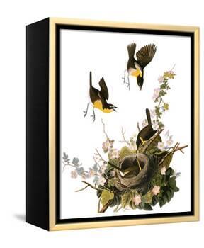 Audubon: Yellow Chat-John James Audubon-Framed Premier Image Canvas