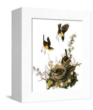 Audubon: Yellow Chat-John James Audubon-Framed Premier Image Canvas