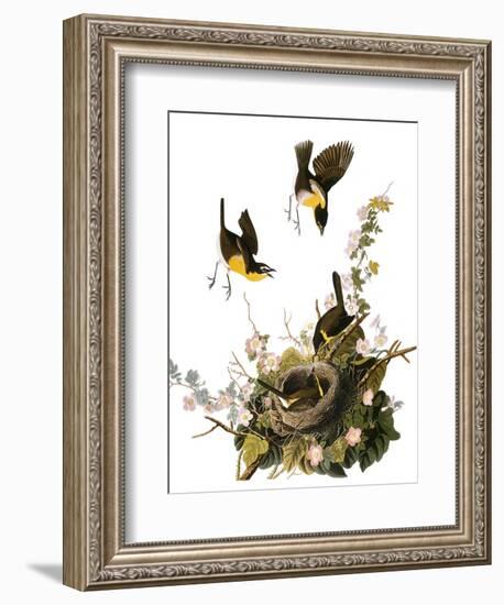 Audubon: Yellow Chat-John James Audubon-Framed Premium Giclee Print