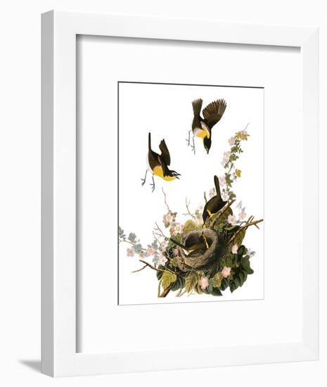Audubon: Yellow Chat-John James Audubon-Framed Premium Giclee Print