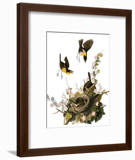 Audubon: Yellow Chat-John James Audubon-Framed Premium Giclee Print