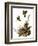 Audubon: Yellow Chat-John James Audubon-Framed Giclee Print