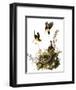 Audubon: Yellow Chat-John James Audubon-Framed Giclee Print