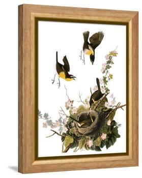 Audubon: Yellow Chat-John James Audubon-Framed Premier Image Canvas