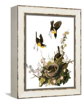 Audubon: Yellow Chat-John James Audubon-Framed Premier Image Canvas