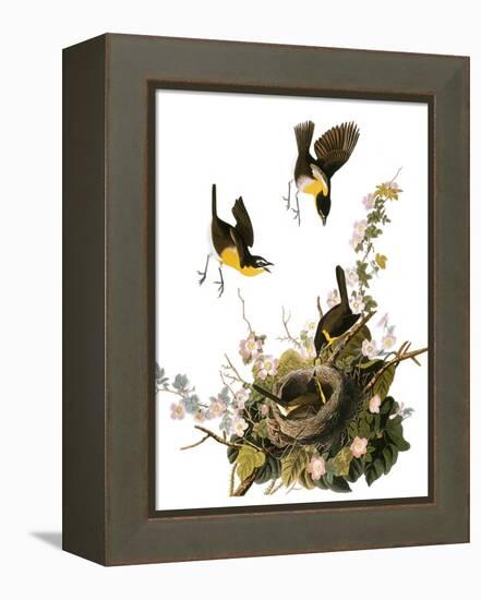 Audubon: Yellow Chat-John James Audubon-Framed Premier Image Canvas