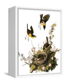 Audubon: Yellow Chat-John James Audubon-Framed Premier Image Canvas