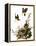 Audubon: Yellow Chat-John James Audubon-Framed Premier Image Canvas