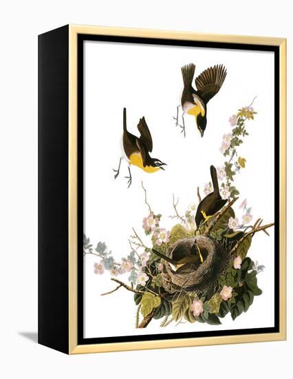 Audubon: Yellow Chat-John James Audubon-Framed Premier Image Canvas