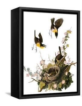 Audubon: Yellow Chat-John James Audubon-Framed Premier Image Canvas