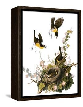 Audubon: Yellow Chat-John James Audubon-Framed Premier Image Canvas