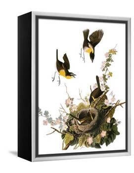 Audubon: Yellow Chat-John James Audubon-Framed Premier Image Canvas