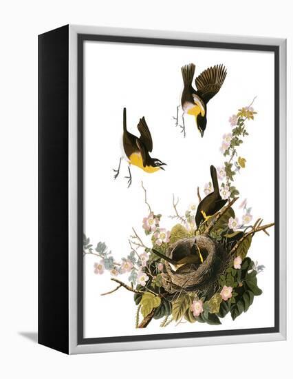 Audubon: Yellow Chat-John James Audubon-Framed Premier Image Canvas