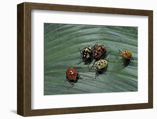 Augocoris Gomesii (Amazonia Bug)-Paul Starosta-Framed Photographic Print