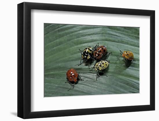 Augocoris Gomesii (Amazonia Bug)-Paul Starosta-Framed Photographic Print