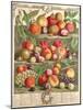 August, from 'Twelve Months of Fruits'-Pieter Casteels-Mounted Giclee Print