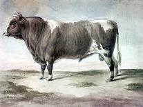 Durham Bull, 1856-August Kollner-Giclee Print