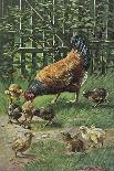 Hen with Chicks-August Muller-Premium Giclee Print