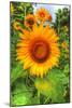August Sunflowers-Robert Goldwitz-Mounted Photographic Print