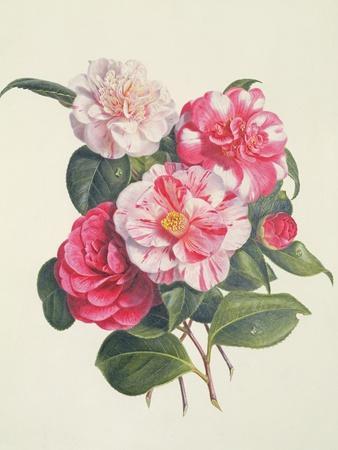 Camellia Art Prints 