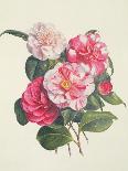Camelias, C.1840-Augusta Innes Withers-Framed Premier Image Canvas