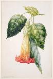 Pd.993-1973 Thorn Apple Flower from Ecuador, Datura Rosei-Augusta Innes Withers-Framed Premier Image Canvas