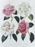 Blooms of Various Flowered Camellia-Augusta Withers-Premier Image Canvas