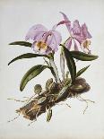 Orchidaceae : Cattleya Mossiae-Augusta Withers-Framed Giclee Print