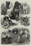 Prize Dogs at the Paris Dog Show-Auguste Andre Lancon-Giclee Print