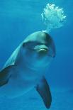 Bottlenose Dolphins Dancing and Blowing Air Underwater-Augusto Leandro Stanzani-Photographic Print