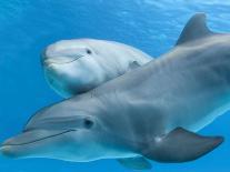 Bottlenose Dolphins, Pair Dancing Underwater-Augusto Leandro Stanzani-Photographic Print