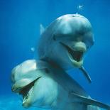 Bottlenose Dolphins, Three Playing Underwater-Augusto Leandro Stanzani-Photographic Print