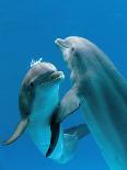 Bottlenose Dolphins, Pair Dancing Underwater-Augusto Leandro Stanzani-Photographic Print
