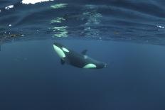 Three Killer Whales - Orcas (Orcinus Orca) Underwater, Kristiansund, Nordm?re, Norway, February-Aukan-Premier Image Canvas