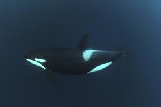 Three Killer Whales - Orcas (Orcinus Orca) Underwater, Kristiansund, Nordm?re, Norway, February-Aukan-Laminated Photographic Print