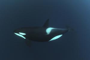 Orcas Photography Art Prints Paintings Posters Framed Wall