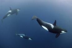 Three Killer Whales - Orcas (Orcinus Orca) Underwater, Kristiansund, Nordm?re, Norway, February-Aukan-Photographic Print