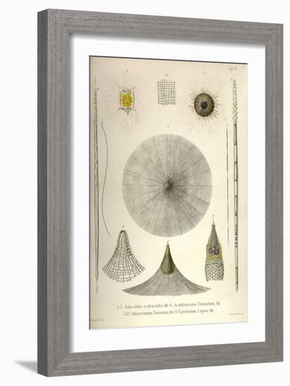Aulacantha Scolymantha, Acanthodesmia Prismatium, Litharachnium Tentorium, Eucyrtidium Lagena-Ernst Haeckel-Framed Art Print