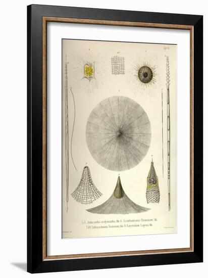 Aulacantha Scolymantha, Acanthodesmia Prismatium, Litharachnium Tentorium, Eucyrtidium Lagena-Ernst Haeckel-Framed Art Print