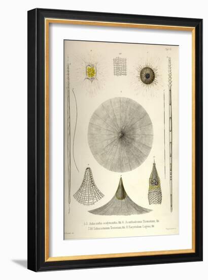 Aulacantha Scolymantha, Acanthodesmia Prismatium, Litharachnium Tentorium, Eucyrtidium Lagena-Ernst Haeckel-Framed Art Print